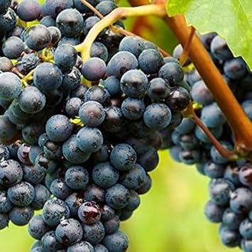 Merlot Grape Fruit Seeds for Planting - High-Quality, Non-GMO Variety for Fruitful Gardens